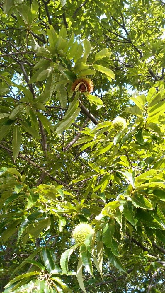 栗の木の投稿画像 By Taroさん 落ちる とお散歩 16月9月24日 Greensnap グリーンスナップ