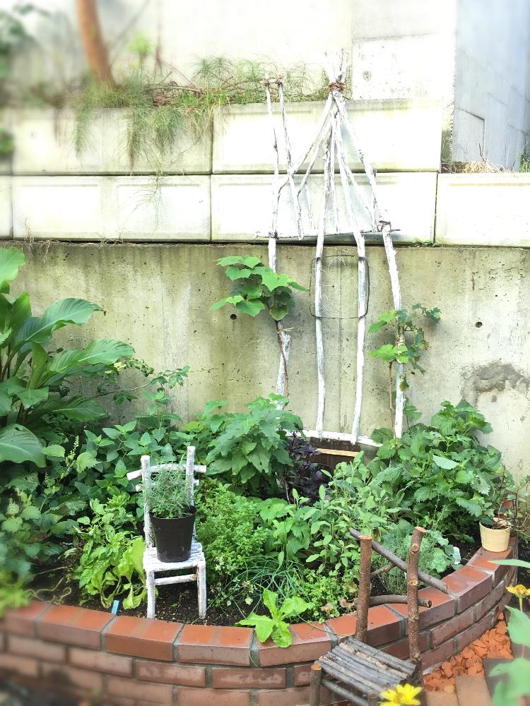 ブルーベリーの投稿画像 By Tupi さん ブドウとブドウとハーブいろいろと手作りとめざせおしゃれなポタジェとレンガとポタジェと木のトレリスとdiyとガーデニングと地植え 16月9月25日 Greensnap グリーンスナップ