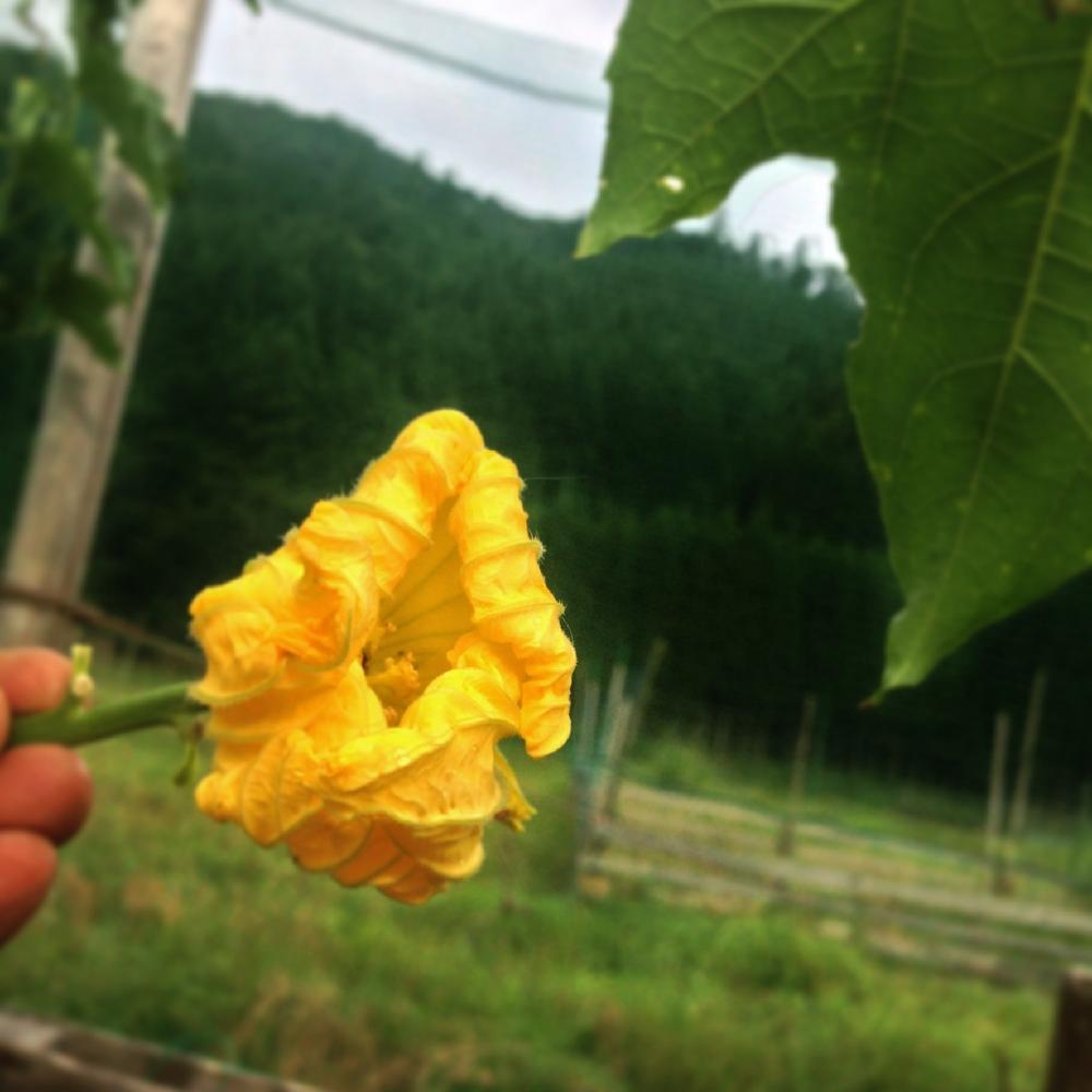 ヘチマの投稿画像 By Kay Tama Gsk さん 畑と自家栽培の野菜達と黄色い花とはたけと野菜の花と夏野菜と自家栽培の野菜達と黄色い花 とはたけと野菜の花と夏野菜 16月9月27日 Greensnap グリーンスナップ Greensnap グリーンスナップ