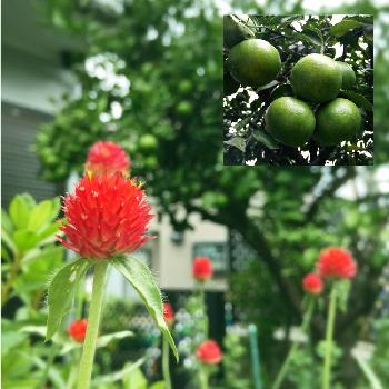 お義母さんの庭♡の画像 by karintoeさん | 小さな庭とミカンとセンニチコウと千日紅と果実と実家の庭と今日の一枚と赤い花と2016.9とお義母さんの庭♡