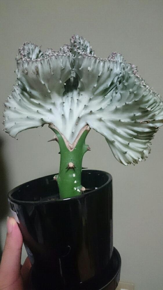 ユーフォルビア マハラジャの投稿画像 By Sword Tyさん 多肉植物と植中毒と今日の一枚と珍奇植物と暴れ多肉とサラリーマン編と多肉初心者 16月10月1日 Greensnap グリーンスナップ