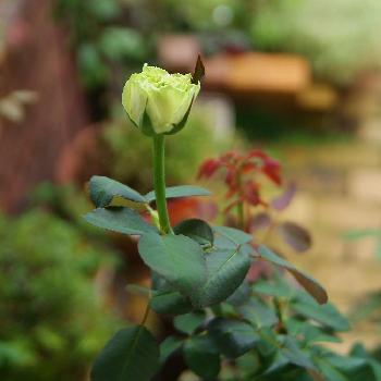 緑のバラの投稿画像一覧 Greensnap グリーンスナップ