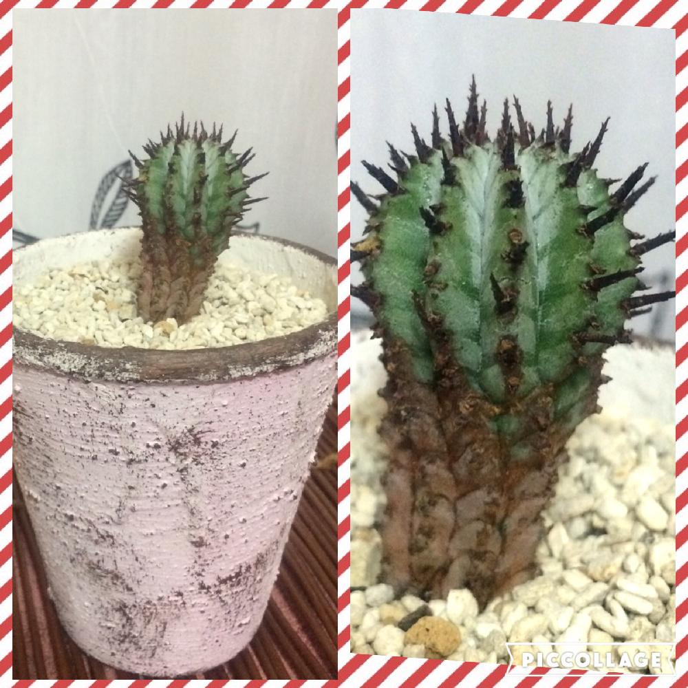 ユーフォルビア ホリダの投稿画像 By Miki Mikiさん 宇田ホリダ ゼブラと多肉植物とニューフェイスとわが家の多肉スペースとベランダガーデンといただきもの 多肉植物 16月10月2日 Greensnap グリーンスナップ