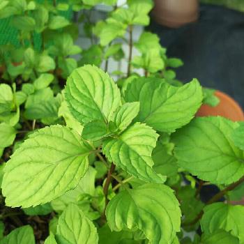 虫食いオーデコロンミントの投稿画像一覧 Greensnap グリーンスナップ