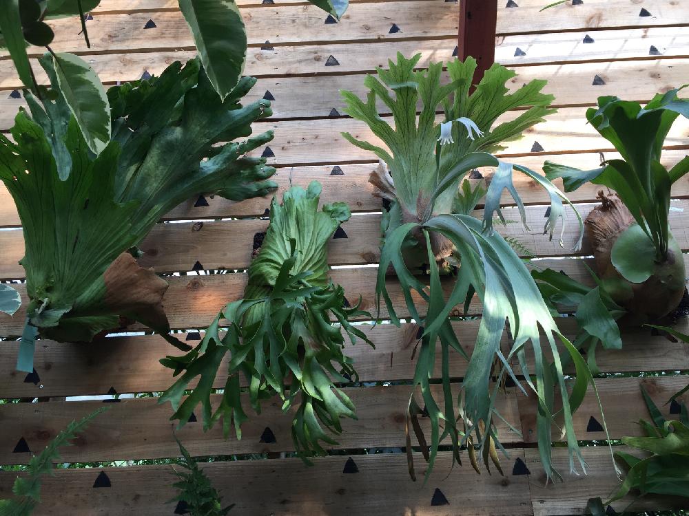 ビカクシダ ワンダエの投稿画像 By 黒らびさん ビカクシダ コロナリウムとコウモリランとビカクシダと今日の一枚 16月10月2日 Greensnap グリーンスナップ ビカクシダ ワンダエの投稿画像 By 黒らびさん ビカクシダ コロナリウムとコウモリランとビカクシダと今日の一枚 16月10月2日 Greensnap グリーンスナップ