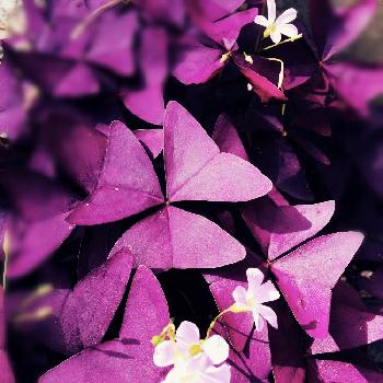 大好きこっくり色の画像 by ぽんさん | お出かけ先と花中毒と今日の一枚と今日のお花とヒラヒラ蝶々と大好きこっくり色と オキザリス