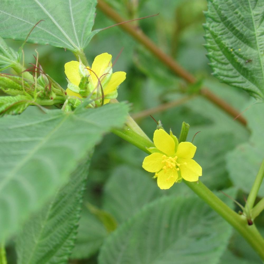 モロヘイヤの育て方 種まきや苗植えの時期は プランター栽培もできる Greensnap グリーンスナップ