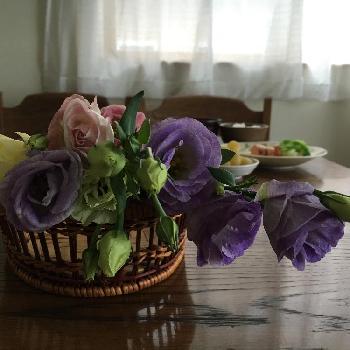 カラーバイオレットの画像 by マーガレットさん | 部屋とカラーグリーンとカラーピンクと今日の一枚と今日のお花とカラーバイオレットとカラーイエローとナチュラルスタイルといつもの食卓と切り花