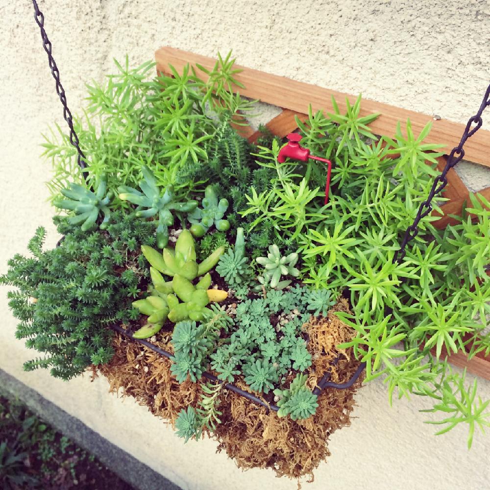 セダムの投稿画像 By Machikoさん 多肉植物とわが家の多肉スペースと植中毒と今日の一枚と北向きと暴れ多肉とセリア雑貨とセリアと木酢液 16月10月8日 Greensnap グリーンスナップ