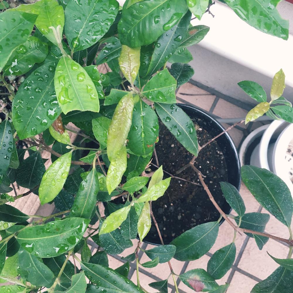 レモンマートルの投稿画像 By まやしこさん 雨上がりと癒しとわが家のハーブ と今日の一枚と屋外組と成長記録 16月10月9日 Greensnap グリーンスナップ