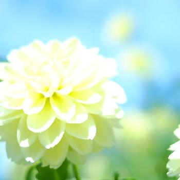 50 素晴らしい花 元気 すべての美しい花の画像