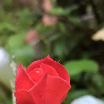 赤いミニ薔薇の画像 by 花が好きさん | 小さな庭と赤いミニ薔薇
