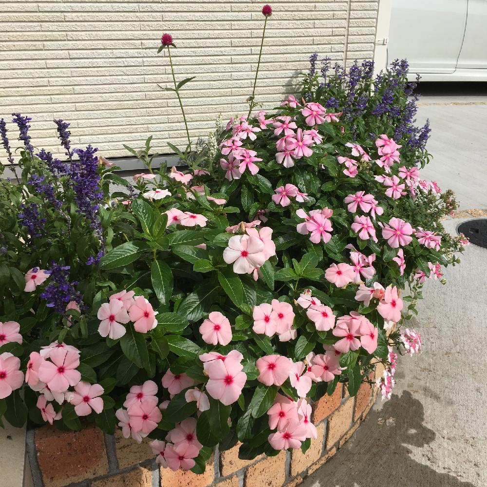 ニチニチソウの投稿画像 By 美月さん ガーデニングとピンクの花と花壇と寄せ植え 16月10月10日 Greensnap グリーンスナップ