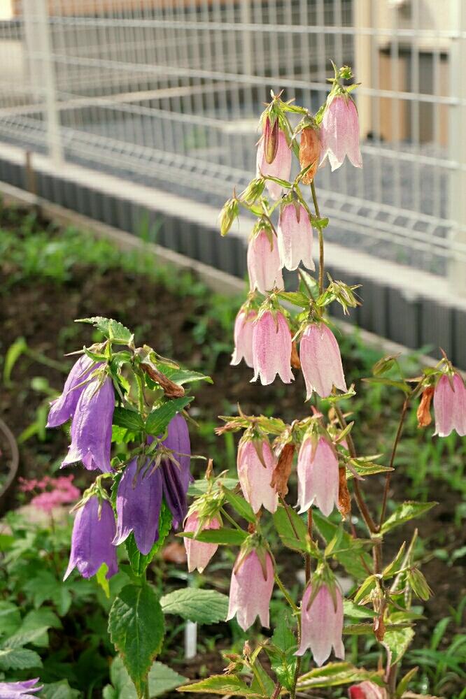ホタルブクロの投稿画像 By Ricefishさん 朝の庭と今日の一枚と山野草と和風と夏の花と青い花と花壇とピンクの花 16月10月10日 Greensnap グリーンスナップ