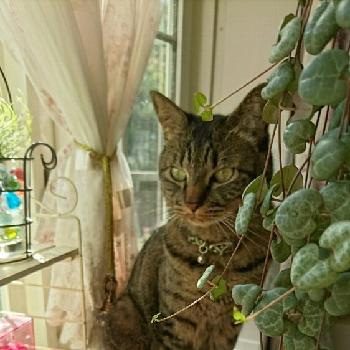 猫と葉っぱ☆の画像 by ☆tantan☆さん | 窓辺とキラキラ✨と猫と葉っぱ☆とHAPPY～♥と花自慢と幸せ気分✨✨✨と私の宝物～❤とかわいい❤