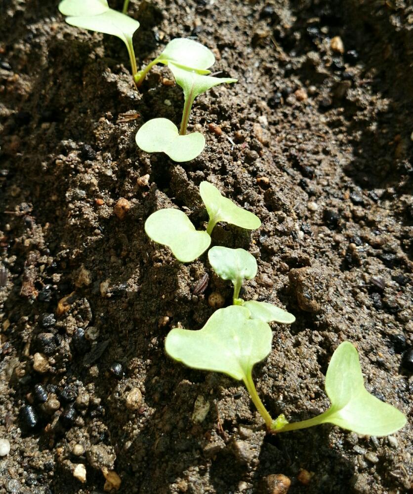 二十日大根の投稿画像 By 黄華さん はつか大根 ミックス3と芽が出た と追肥済みと間引き 16月10月12日 Greensnap グリーンスナップ