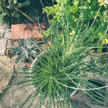 ファスシキュラリアの画像 by ✼Bǝё-n✼さん | 小さな庭とディッキア．とファスシキュラリアと植中毒と珍奇植物とレア物