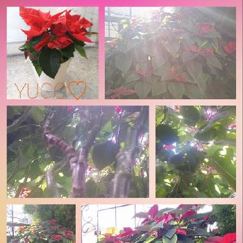 クリスマスフラワーの画像 by YUCCOさん | 小さな庭と今日のお花とポインセチア 赤と悲しいとお庭とクリスマスフラワー