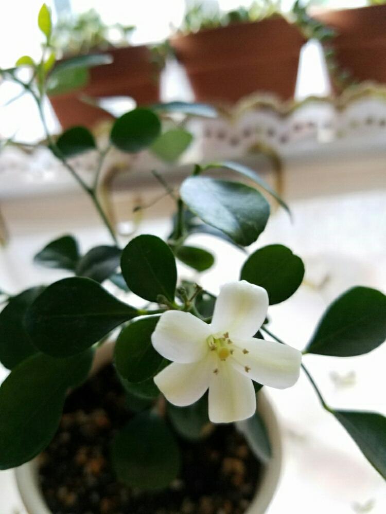 ゲッキツの投稿画像 By 藍さん シルクジャスミンと多肉植物と植中毒と北海道 16月10月16日 Greensnap グリーンスナップ