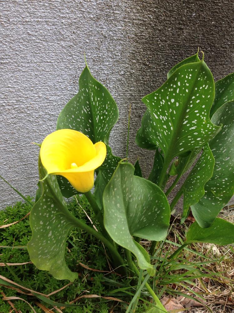 カラーの投稿画像 By Tousoukouさん 過去picと雨ざらしと今日の一枚と今日のお花と地植え 16月10月19日 Greensnap グリーンスナップ