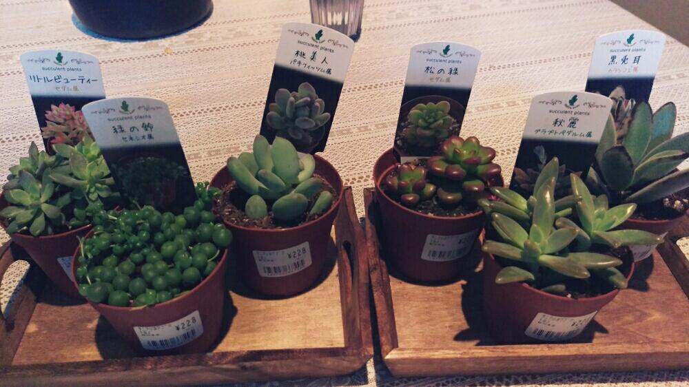 お出かけ先の投稿画像 By チャキ ๑ ᴗ ๑ さん 島忠と多肉植物と多肉初心者と島忠と多肉植物と多肉初心者 16月10月19日 Greensnap グリーンスナップ Greensnap グリーンスナップ