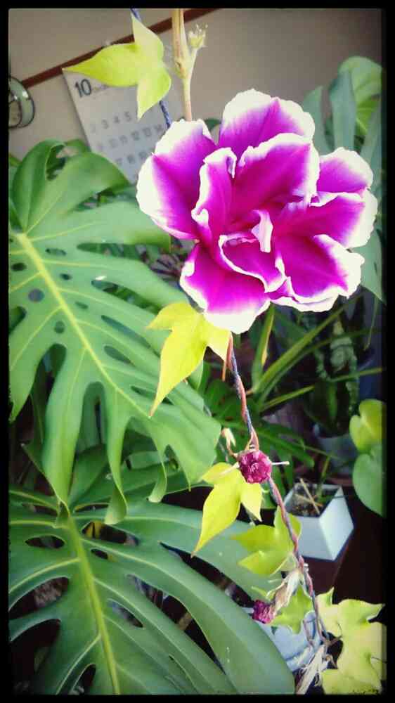 アラビカのアルバム｜🍀GreenSnap（グリーンスナップ）