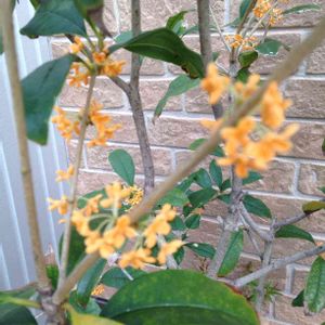 ガーデニング,咲いた！,放置栽培,金木犀K,玄関の画像