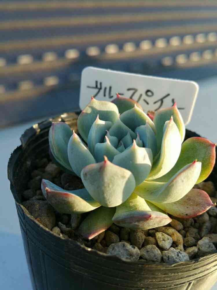 【錦玉園@9800】ブルースパイン(1苗) ブルースパインの成長記録と多肉の春の装い | こゆきさんちの多肉ちゃん