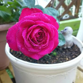 東北でもガーベラ冬越しの投稿画像一覧 Greensnap グリーンスナップ