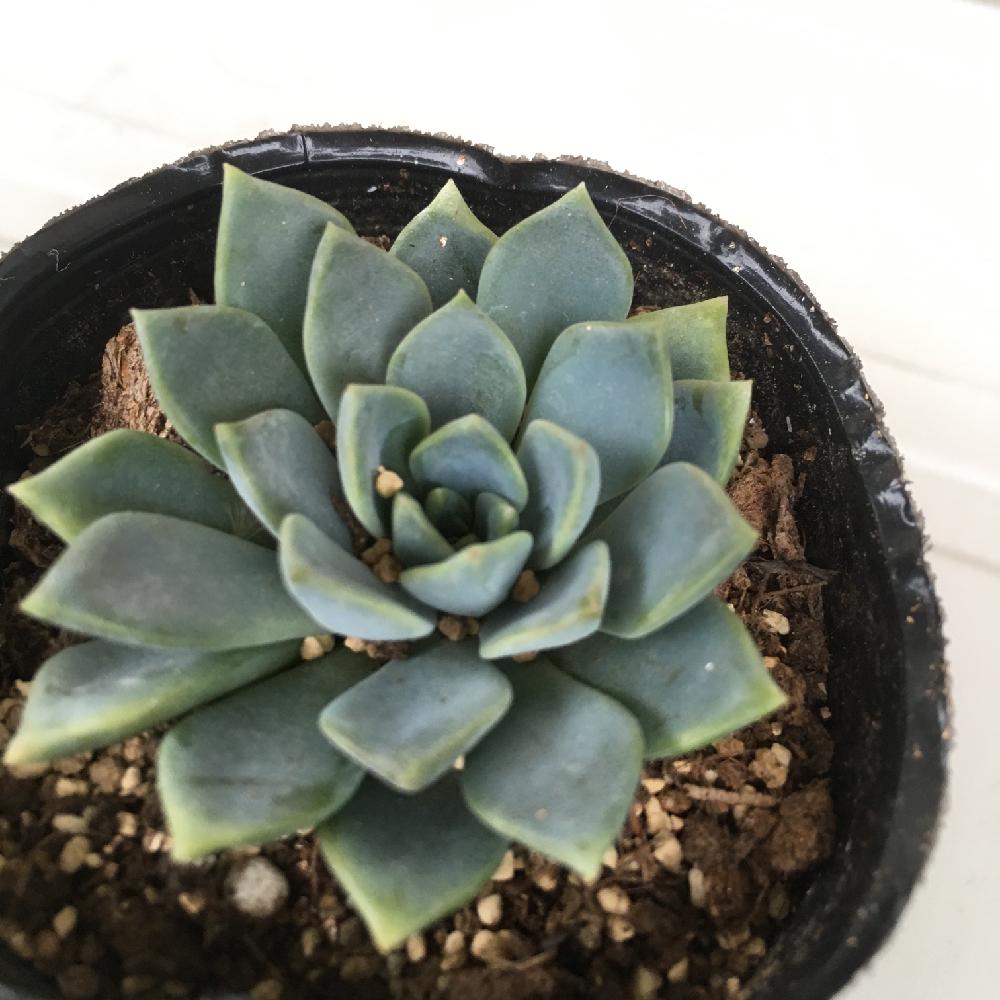 驚くばかり多肉植物 ミリー 最高の花の画像