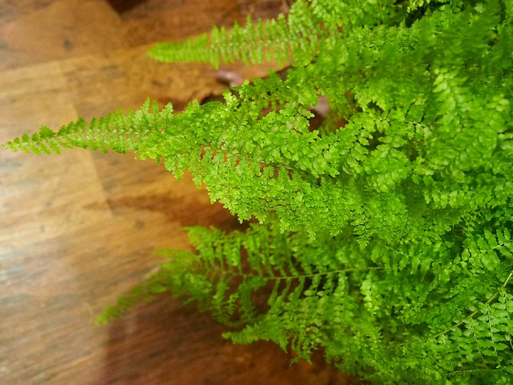 ネフロレピス マリサの投稿画像 By コロスケさん 観葉植物と北海道とシダ植物 16月10月21日 Greensnap グリーンスナップ