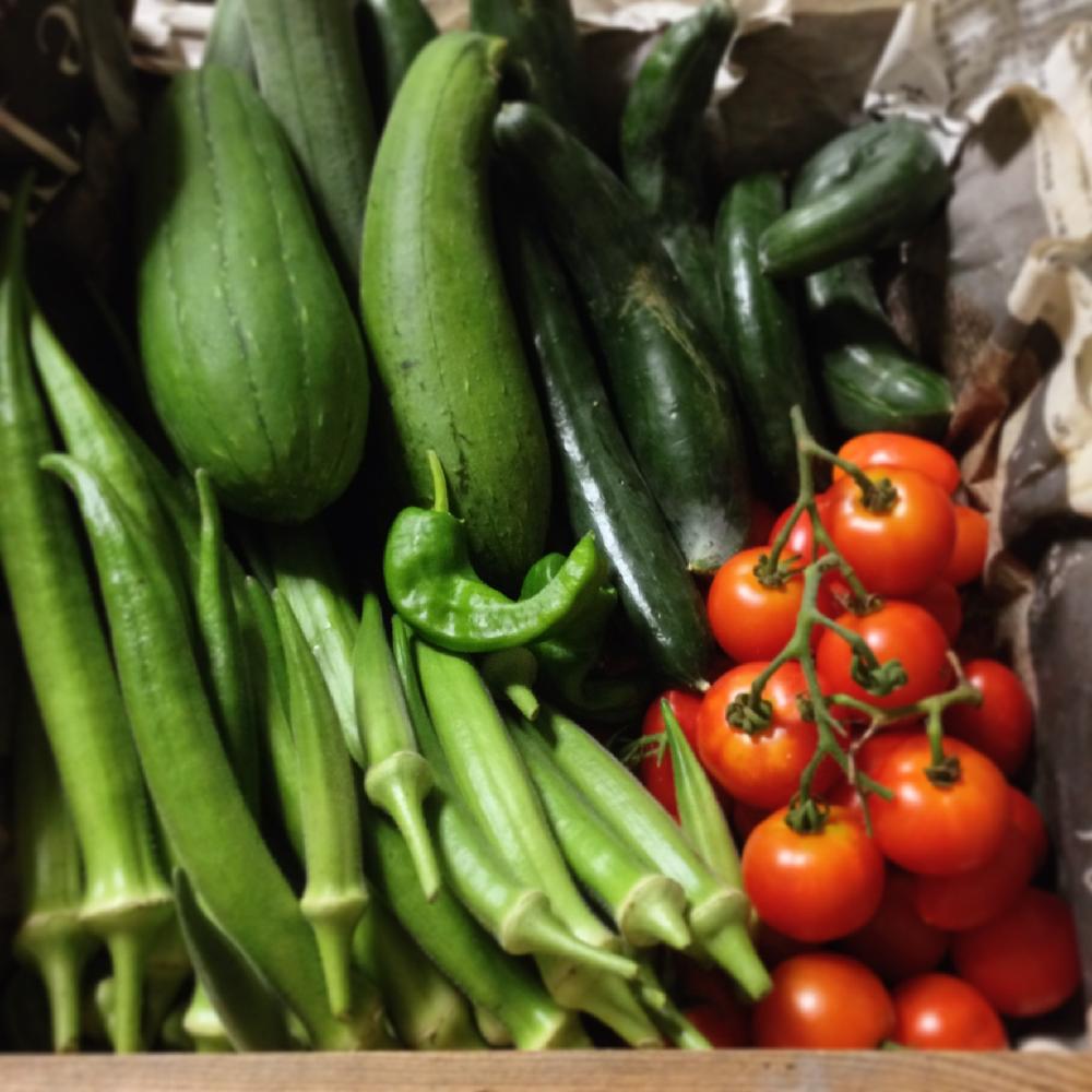 フルーツトマトの投稿画像 By Kay Tama Gskさん 万願寺とうがらしとオクラとキュウリ 夏すずみとヘチマと畑と自家栽培の野菜達とミドリとはたけと自家製野菜と夏野菜と有機栽培と自家栽培の野菜達とミドリとはたけと自家製野菜と夏野菜と有機栽培 16月10月21日