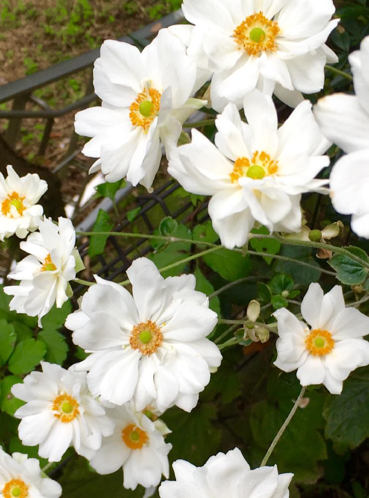 シュウメイギクの投稿画像 By さっちゃんさん 毎年咲いてくれると白い花とすごい生命力 16月10月22日 Greensnap グリーンスナップ