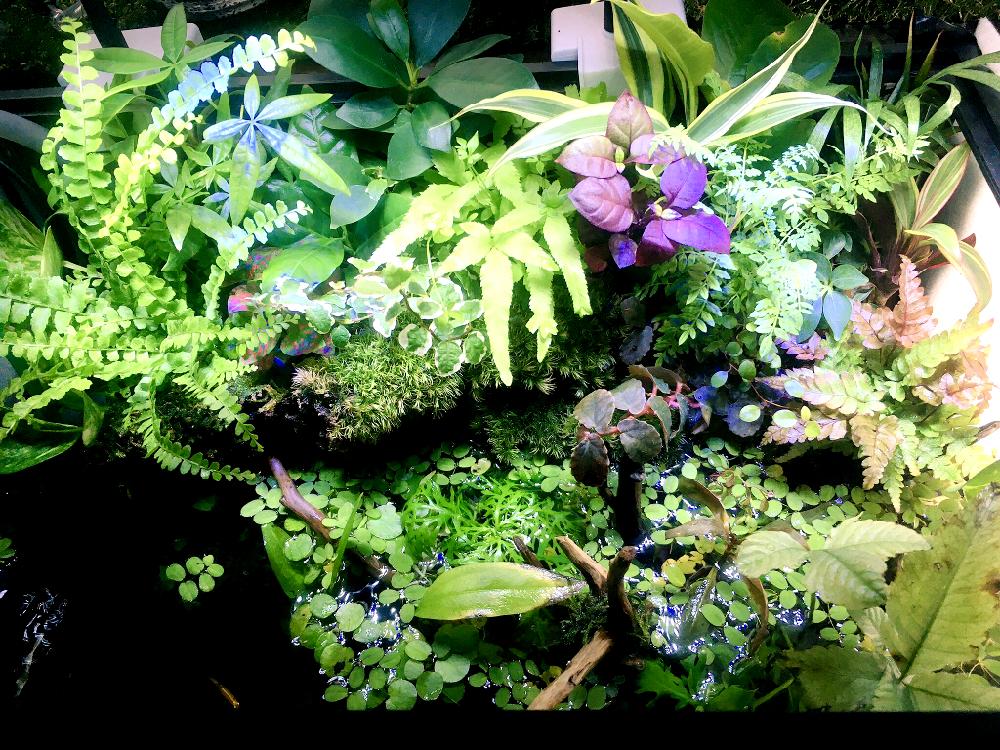 プテリス トリカラーの投稿画像 By Ragga5さん プテリス ロウェリーとネフロレピスと観葉植物とテラリウムと今日の一枚と水槽とアクアテラリウム 16月10月22日 Greensnap グリーンスナップ