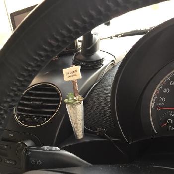 車中の投稿画像一覧 Greensnap グリーンスナップ