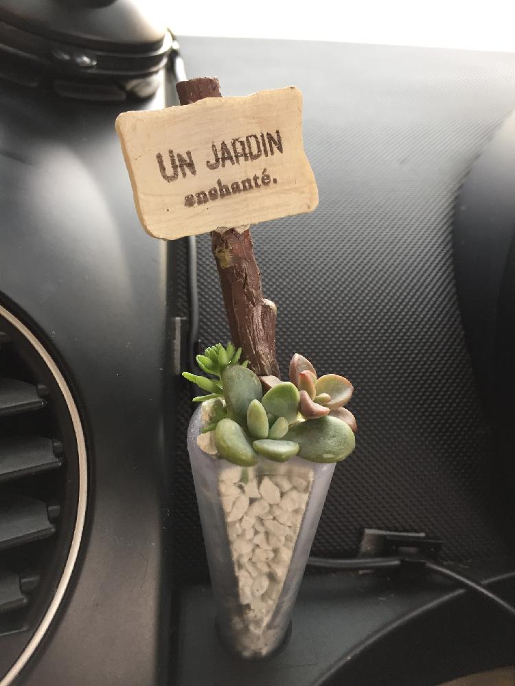 インテリアの投稿画像 By Yukiさん 車中と車中 16月10月23日 Greensnap グリーンスナップ Greensnap グリーンスナップ