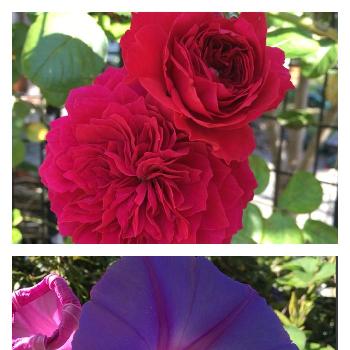 赤と紫の投稿画像一覧 Greensnap グリーンスナップ