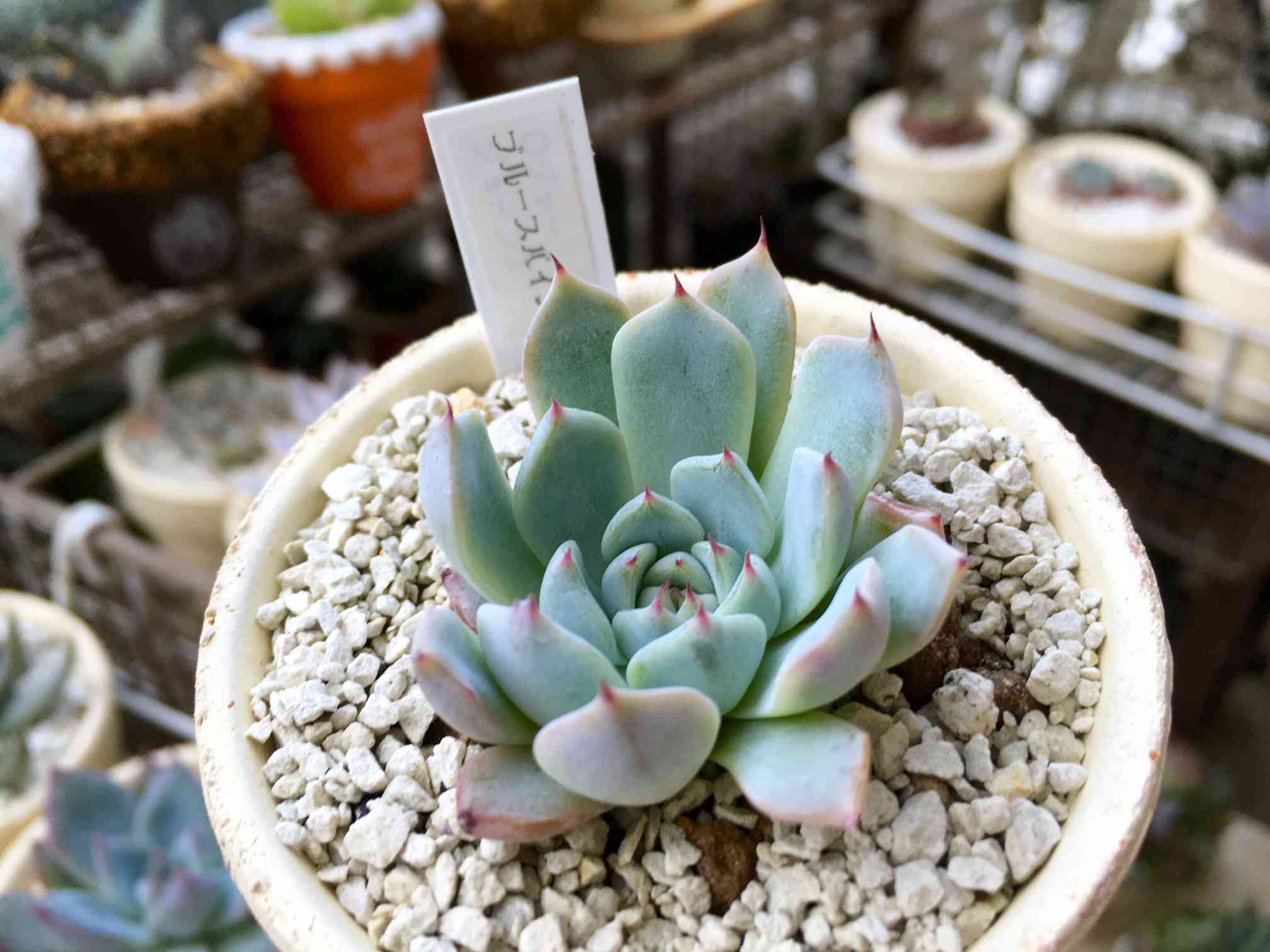 ブルースパインの一覧｜🍀GreenSnap（グリーンスナップ）