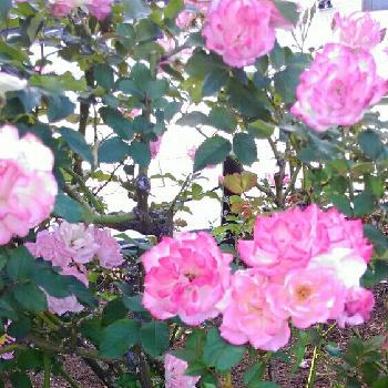 桜霞の画像 by atsurakkさん | お出かけ先と薔薇と桜霞とバラ・ミニバラとバラを楽しむ