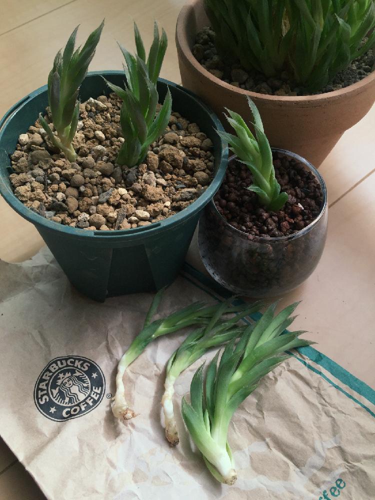 青雲の舞の投稿画像 By あみすけさん 多肉植物とハオルチア属と徒長しまくりと相談と徒長と多肉初心者 16月10月24日 Greensnap グリーンスナップ