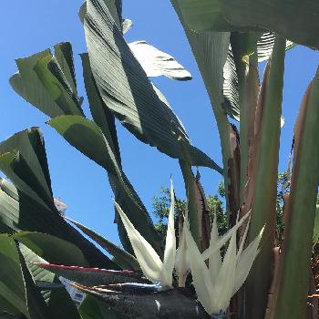 Strelitzia nicolaiの画像 by sussex  roadさん | お出かけ先とStrelitzia nicolaiとオーガスタとストレリチア ニコライと亜熱帯と巨大化と極楽鳥花とまるで鳥