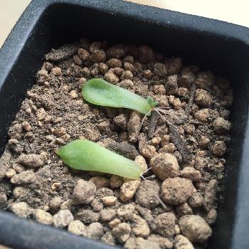 あみすけのアルバム Greensnap グリーンスナップ