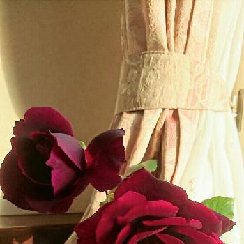格好いいでしょ！の画像 by ayaさん | 部屋とバラとかわらないものと植中毒と今日の一枚と今日のお花と格好いいでしょ！とバラを楽しむと咲いた！