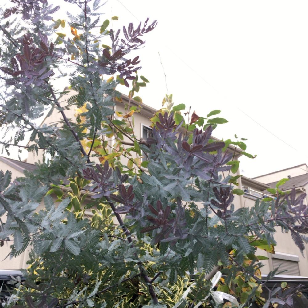 ゴールデンミモザプルプレアの投稿画像 By さこさん 玄関と植中毒と加工なしと植中毒と加工なし 16月10月28日 Greensnap グリーンスナップ Greensnap グリーンスナップ