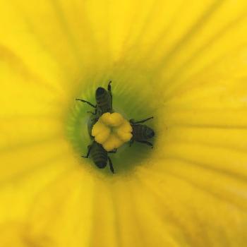 カボチャの花の画像 by hitoshisaekitokyoさん | 広い庭とかぼちゃと黄色い花と食べる庭と食べられる植物のフォトコンテストと野菜の花とカボチャの花と蜜蜂とガーデニングとバイトリコとトリコ