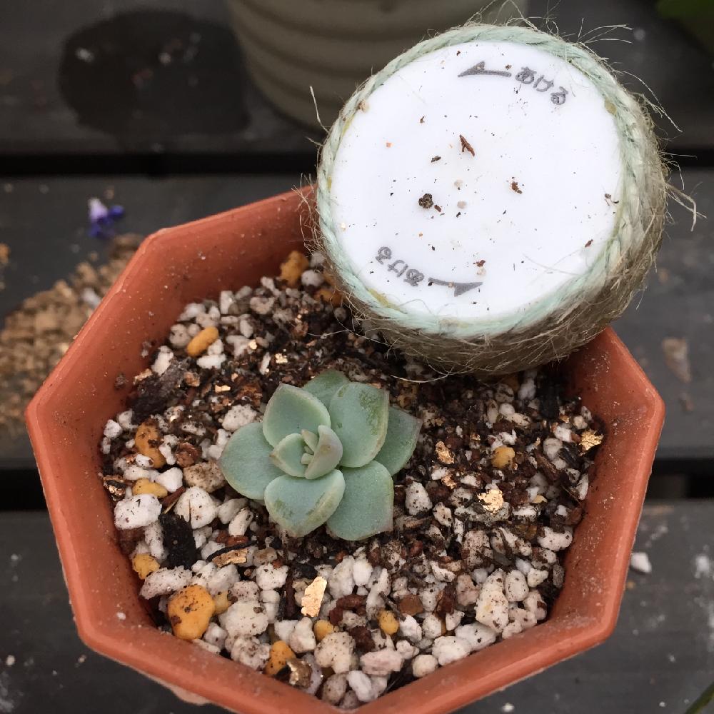 ピーチパールの投稿画像 By Junsanさん ローラと葉挿しと多肉植物 葉挿し 16月10月28日 Greensnap グリーンスナップ