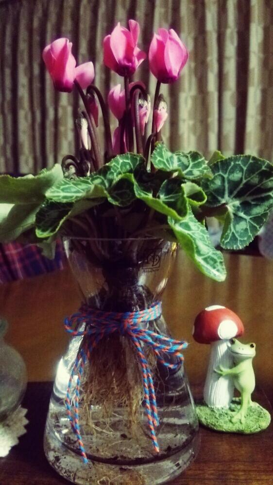 ガーデンシクラメンの投稿画像 By ゆんくんさん 多肉植物とラブリー とカエルのコポーとシクラメン水耕栽培と大好き とガーデンシクラメンコンテスト 16月10月28日 Greensnap グリーンスナップ