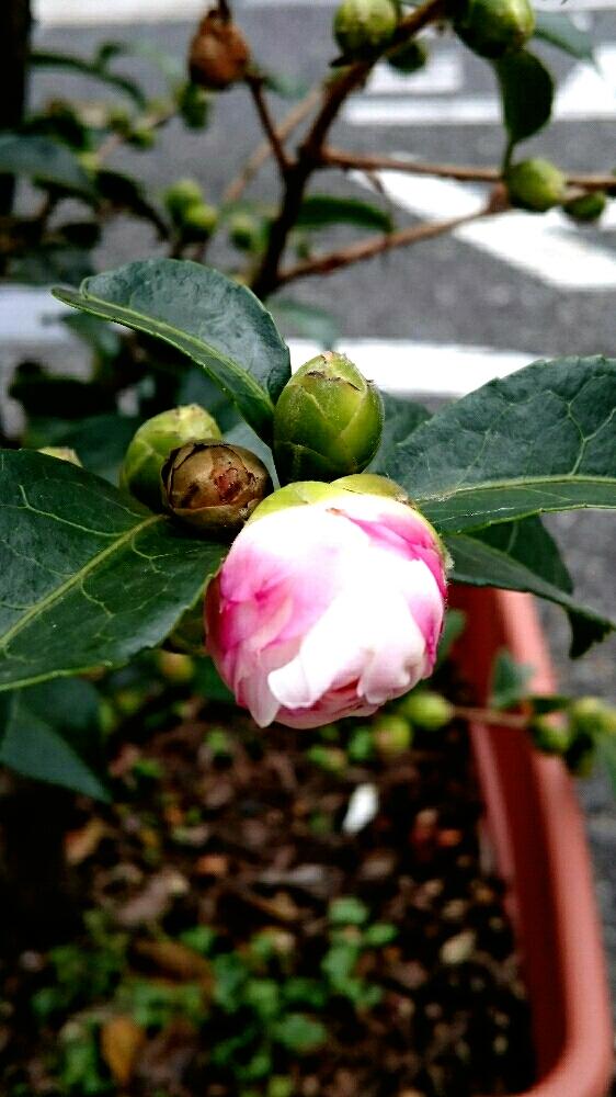 サザンカの投稿画像 By あやこさん つぼみと休日とご近所 16月10月30日 Greensnap グリーンスナップ