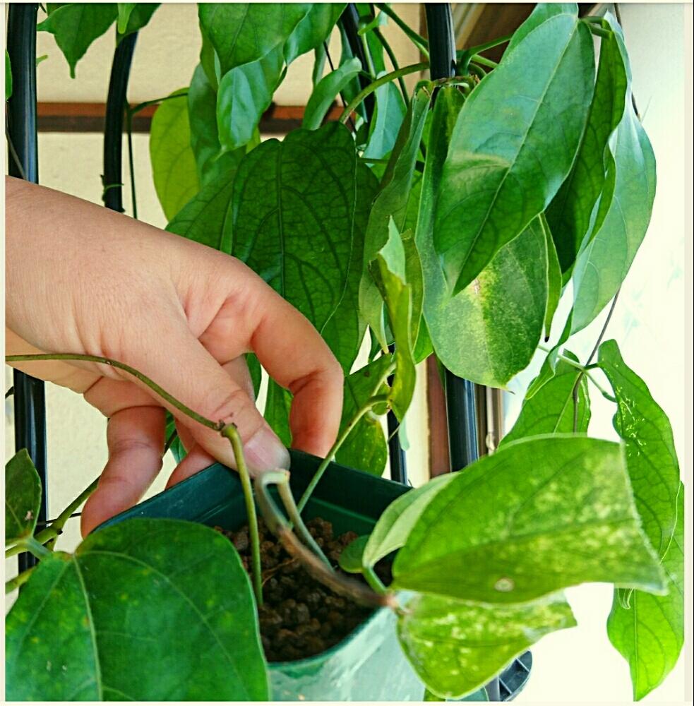 ヒスイカズラの投稿画像 By こるでぃあさん 初心者ですと挿し木にチャレンジとひとり楽しみを見付ける女 と奥様の趣味園タイム と挿し木と植中毒と大切な宝ものとガーデニング 16月10月30日 Greensnap グリーンスナップ