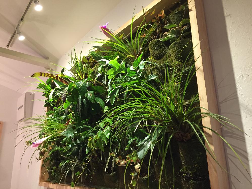 ゲストハウス楓荘の投稿画像 By Goodmorning さん 壁面緑化とゲストハウスと自己流とdiyとカフェ 16月10月31日 Greensnap グリーンスナップ